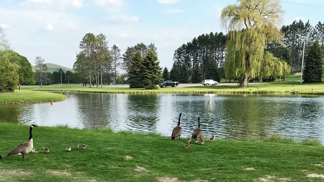 Photo of Others in Boyne Falls