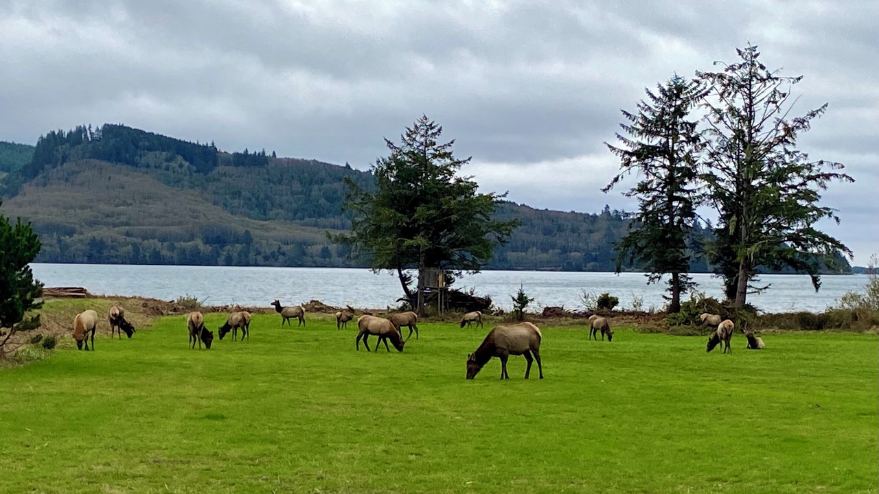 Photo of Others in Nehalem