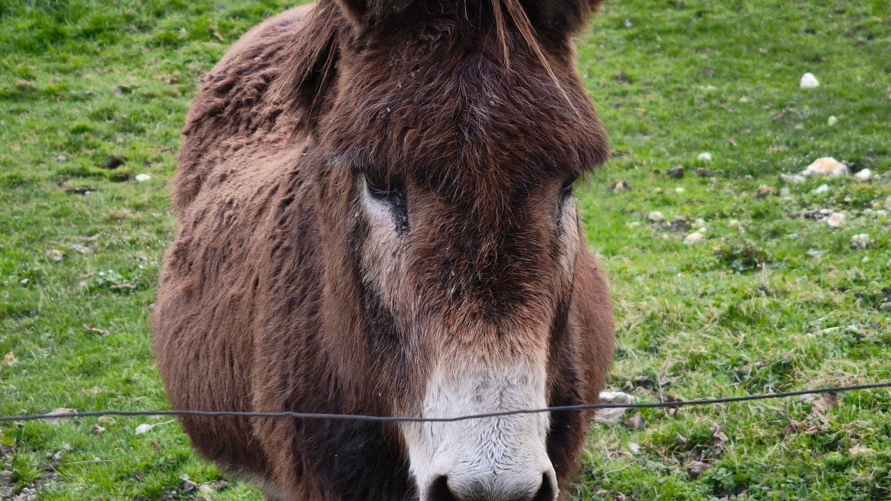 Photo of Others in Chatillon-sur-Indre
