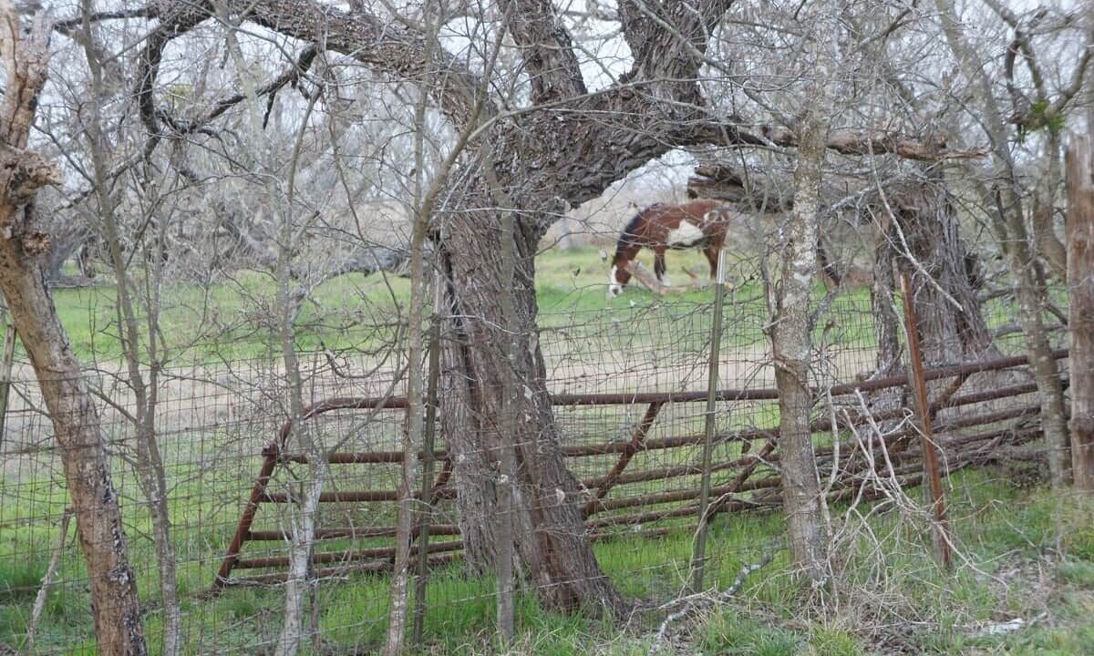 Photo of Others in Lockhart