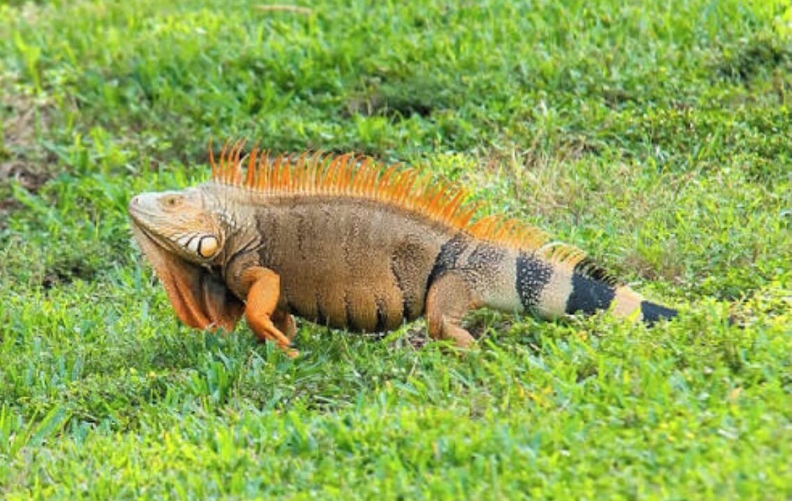 Photo of Others in Pembroke Pines