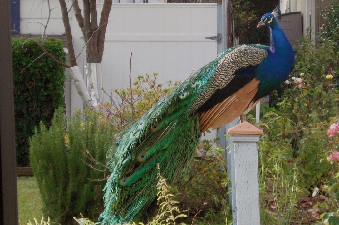 Photo of Others in Orangevale