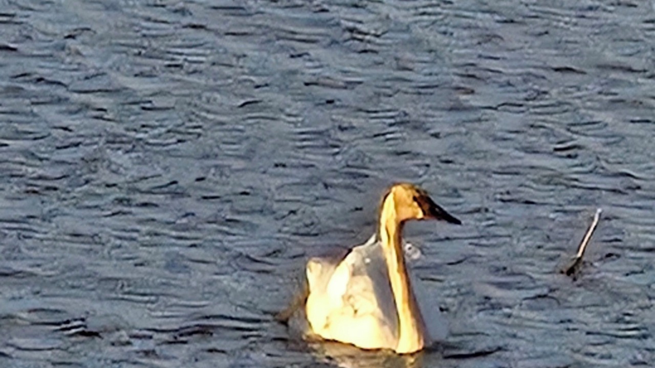 Photo of Others in Russell