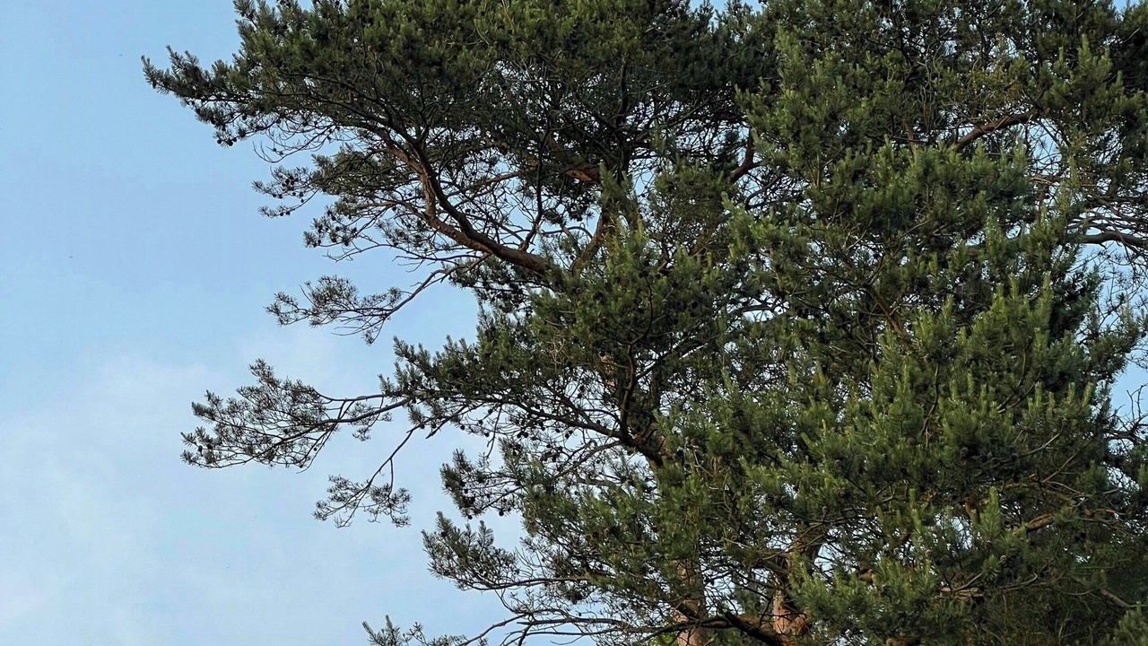 Photo of Others in Saksild Strand