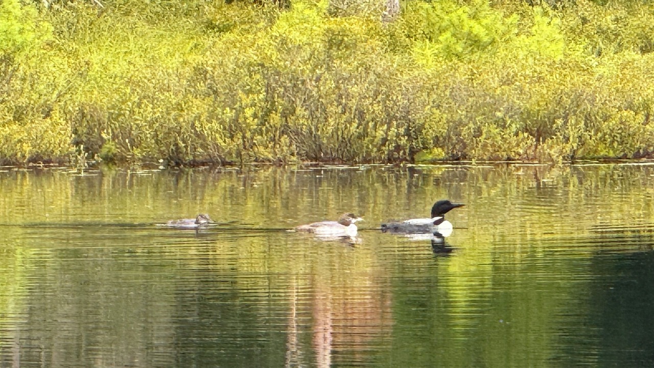 Photo of Others in Meacham