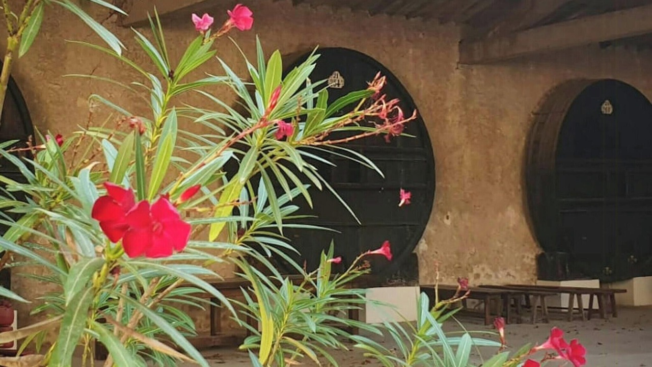 Photo of Outdoor in Montagnac