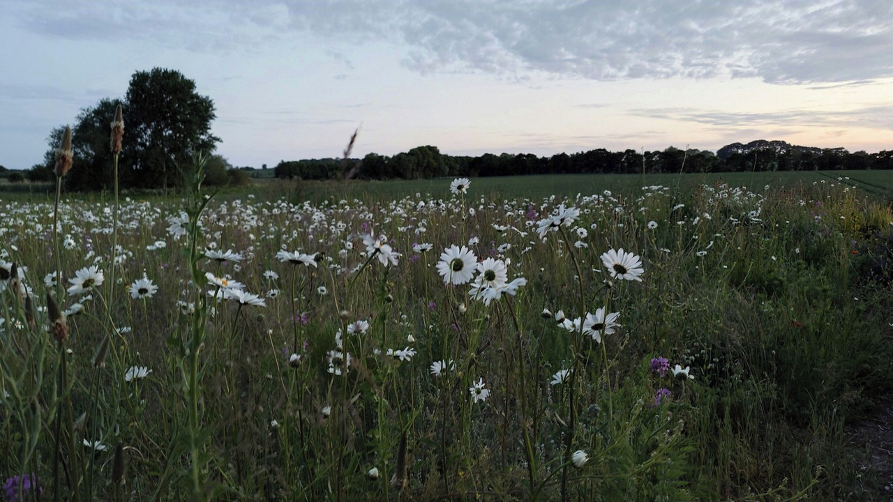 Photo of Others in Samsø