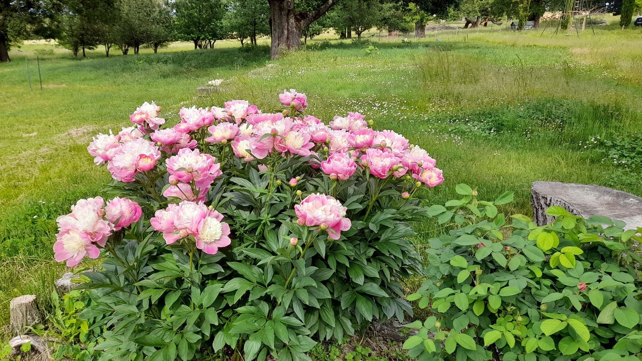 Photo of Outdoor in Forcalquier
