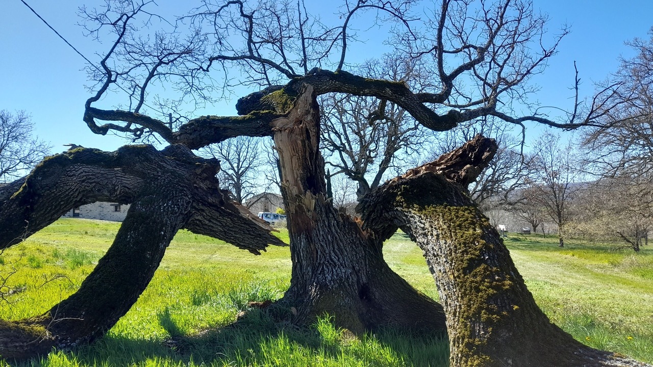 Photo of Others in Forcalquier