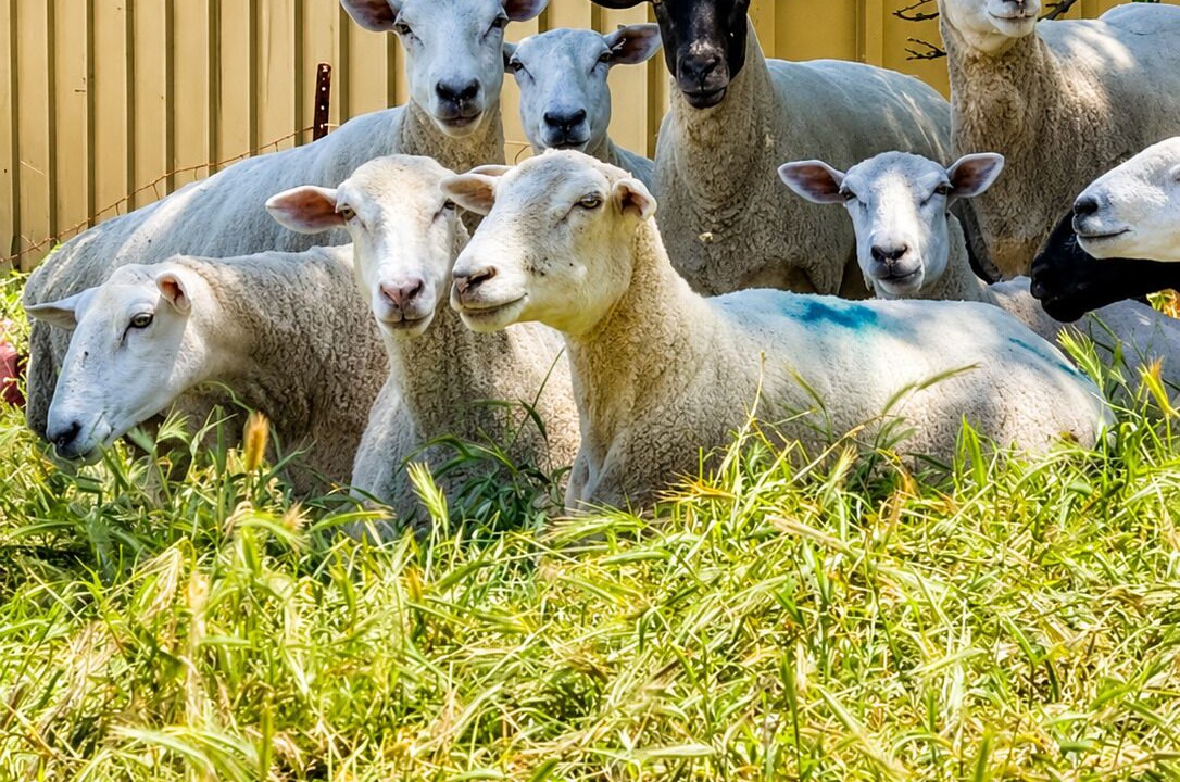 Photo of Others in Shenandoah Valley