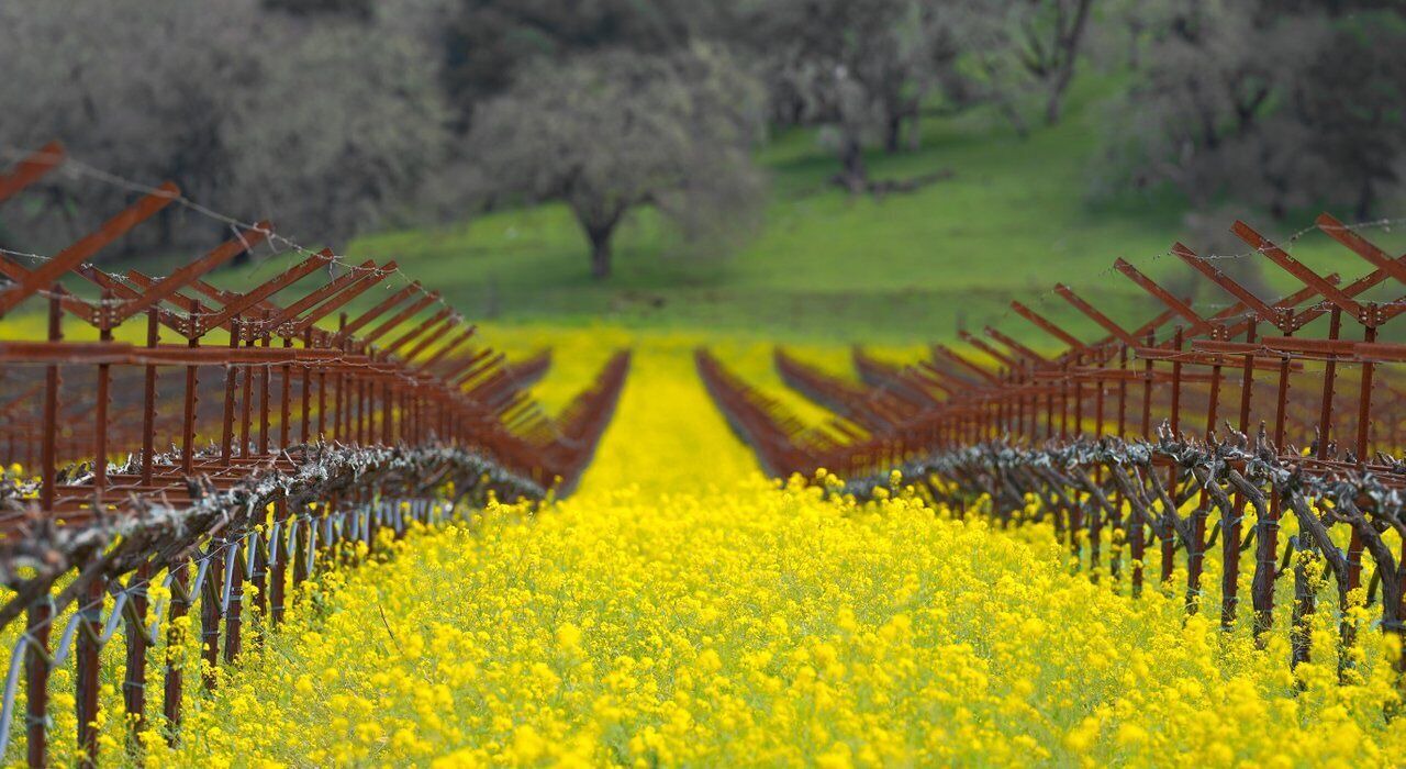 Photo of Others in Napa