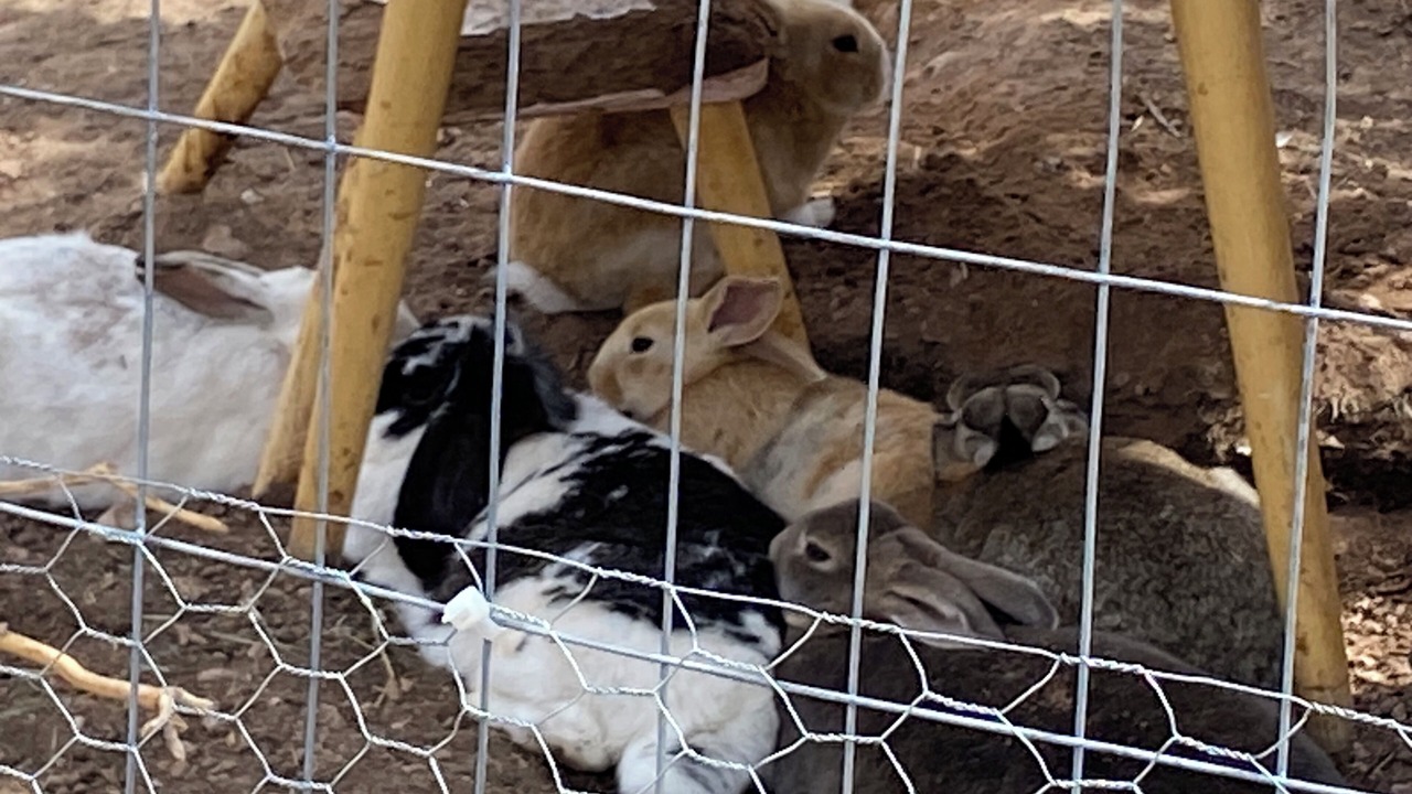 Photo of Others in Sandia Park