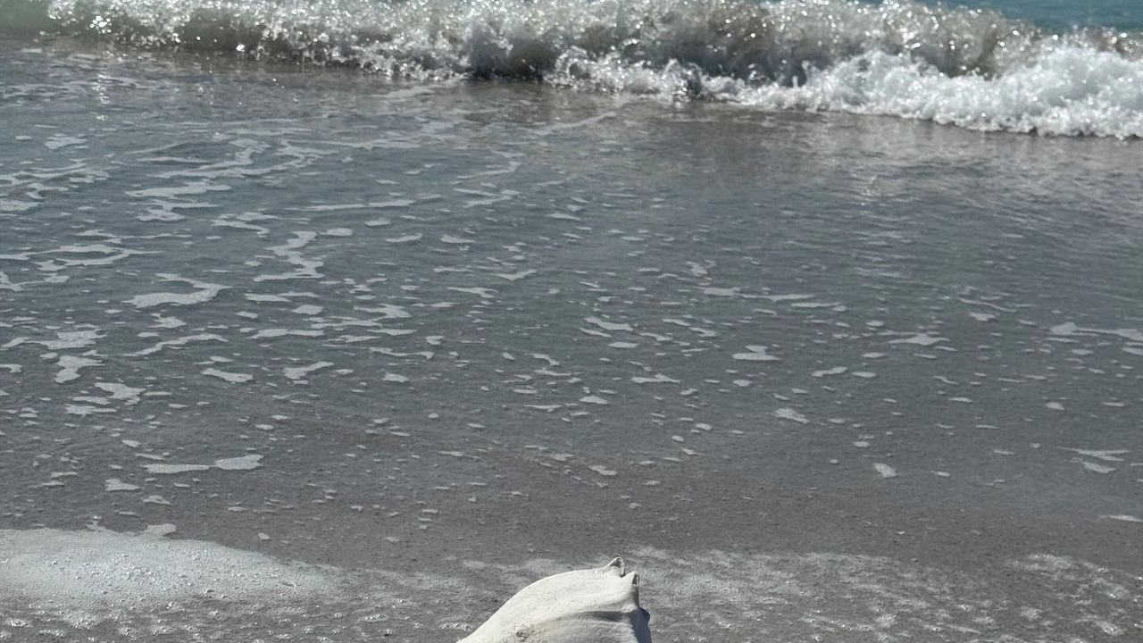 Photo of Others in Pine Island Center