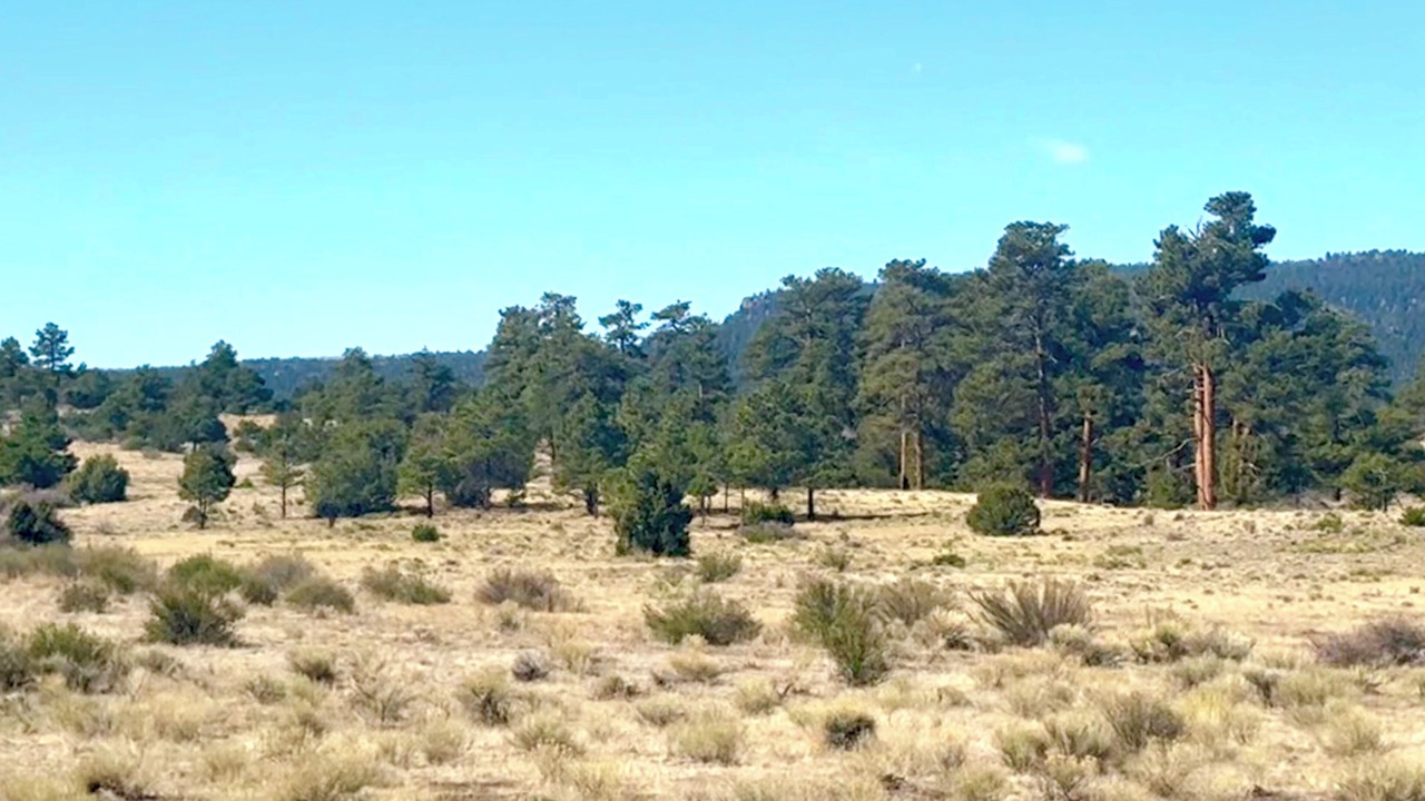 Photo of Others in Capulin