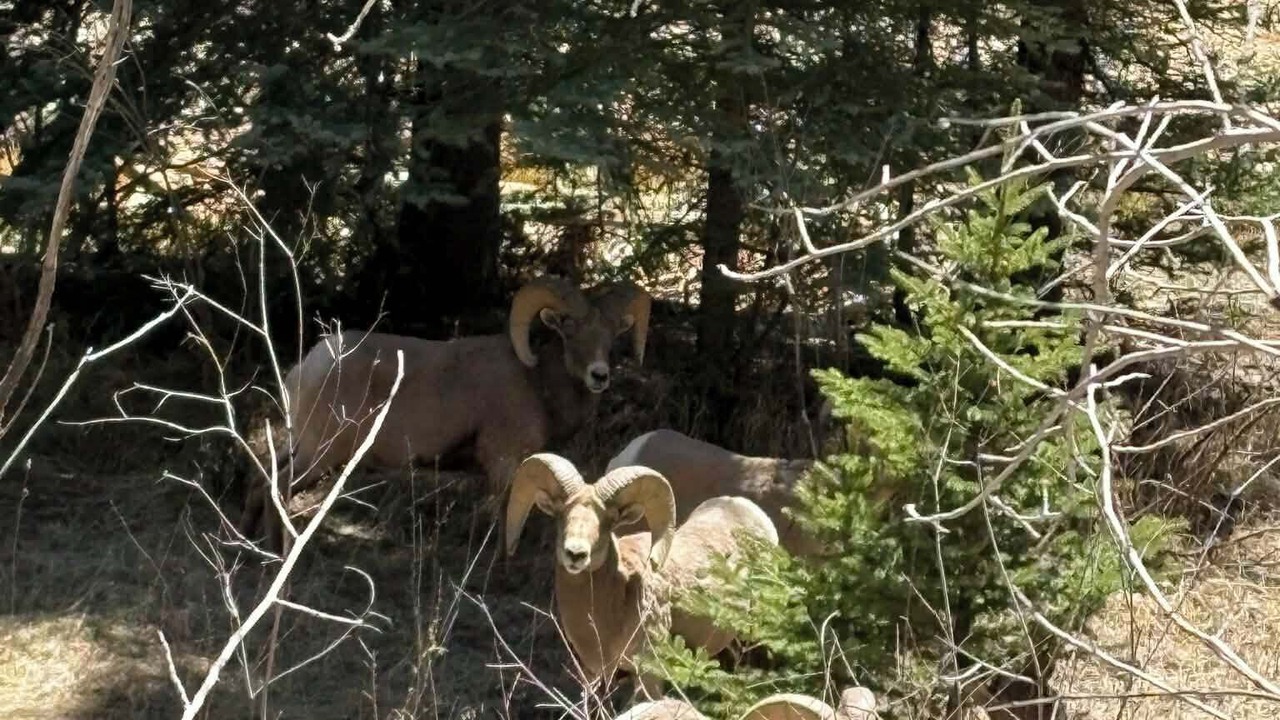 Photo of Others in Capulin