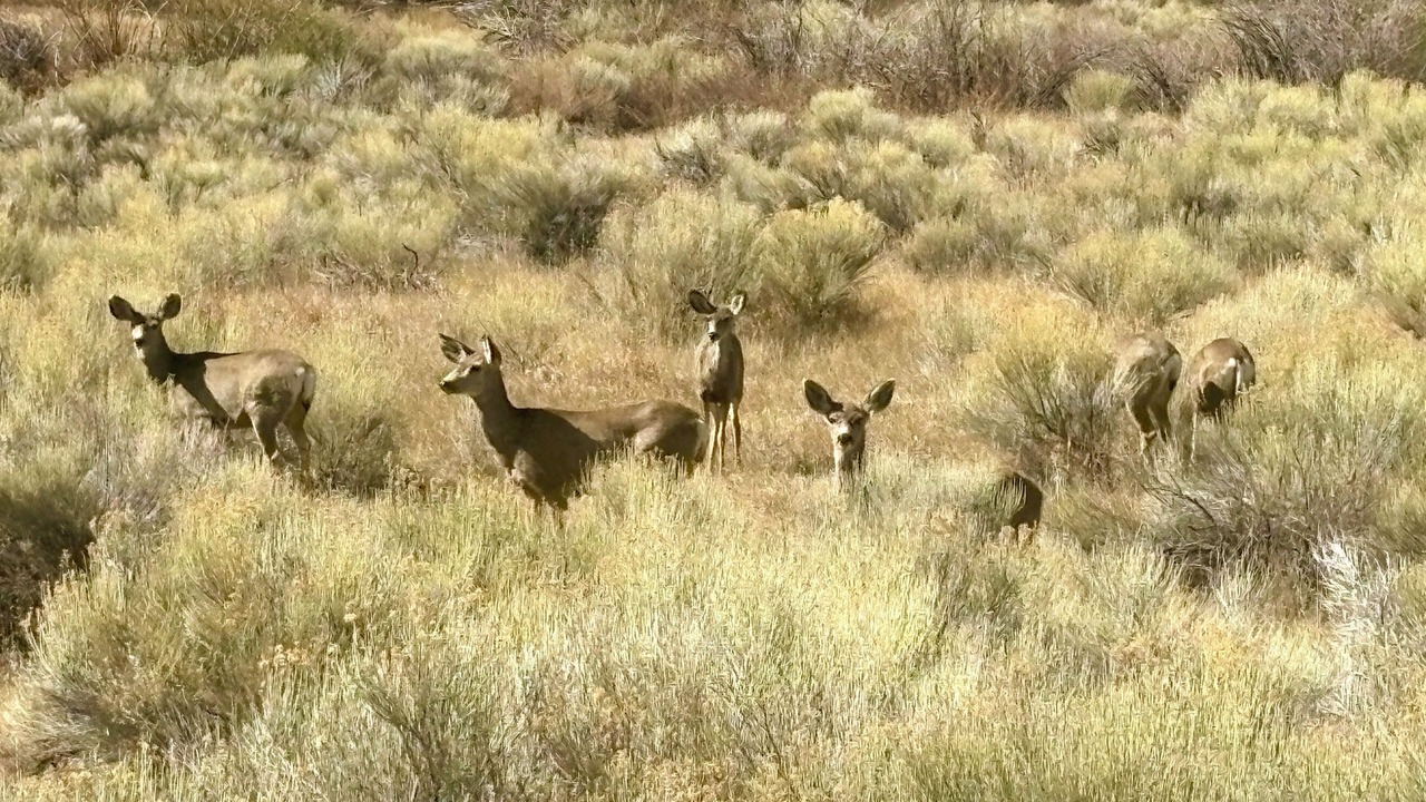 Photo of Others in Capulin