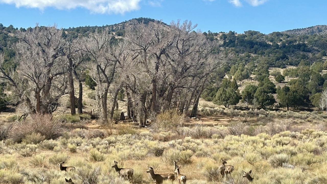 Photo of Others in Capulin