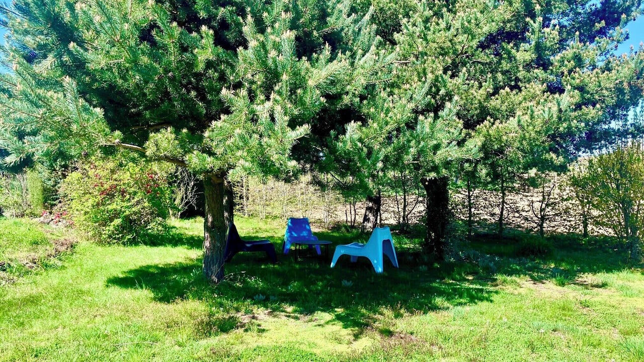 Photo of Outdoor in Felines