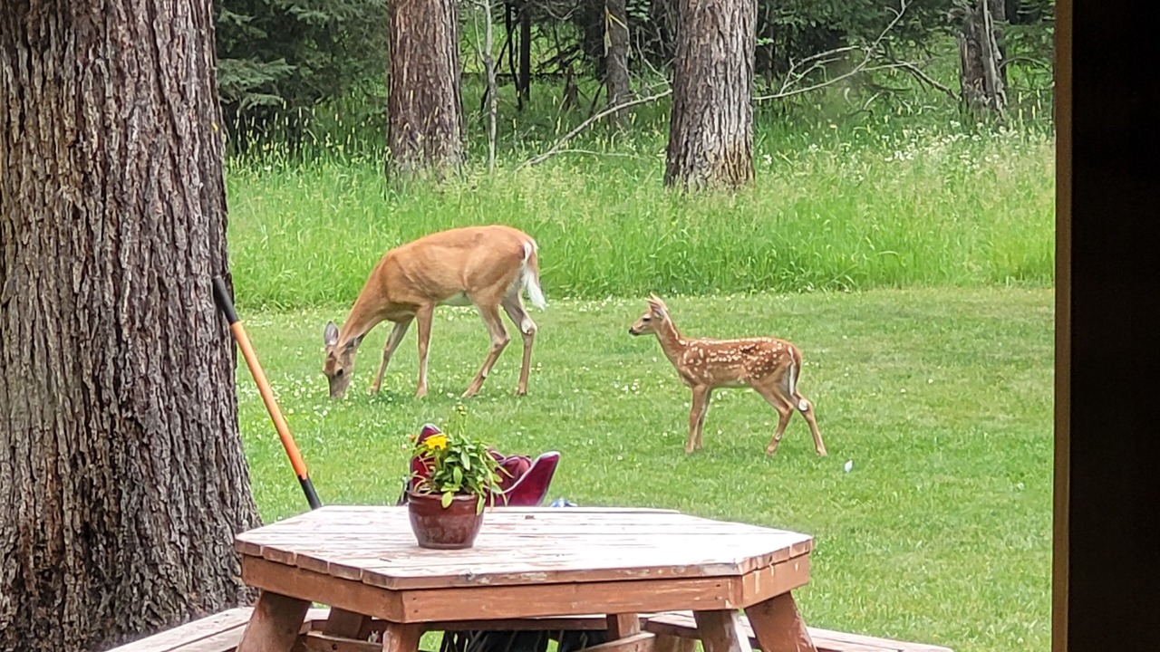 Photo of Outdoor in Seeley Lake