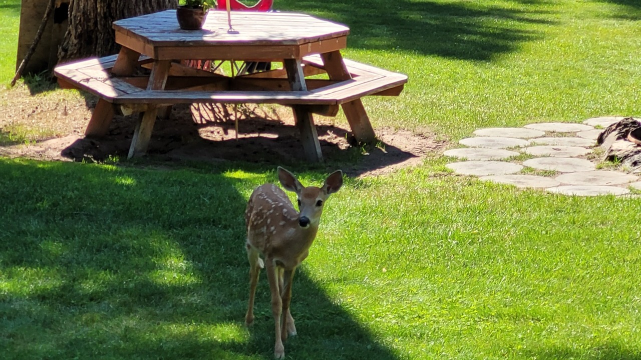 Photo of Outdoor in Seeley Lake