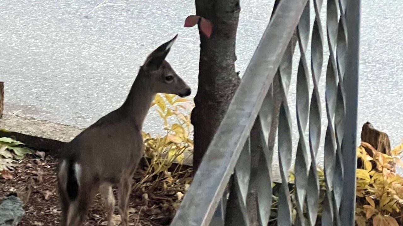 Photo of Outdoor in Grass Valley