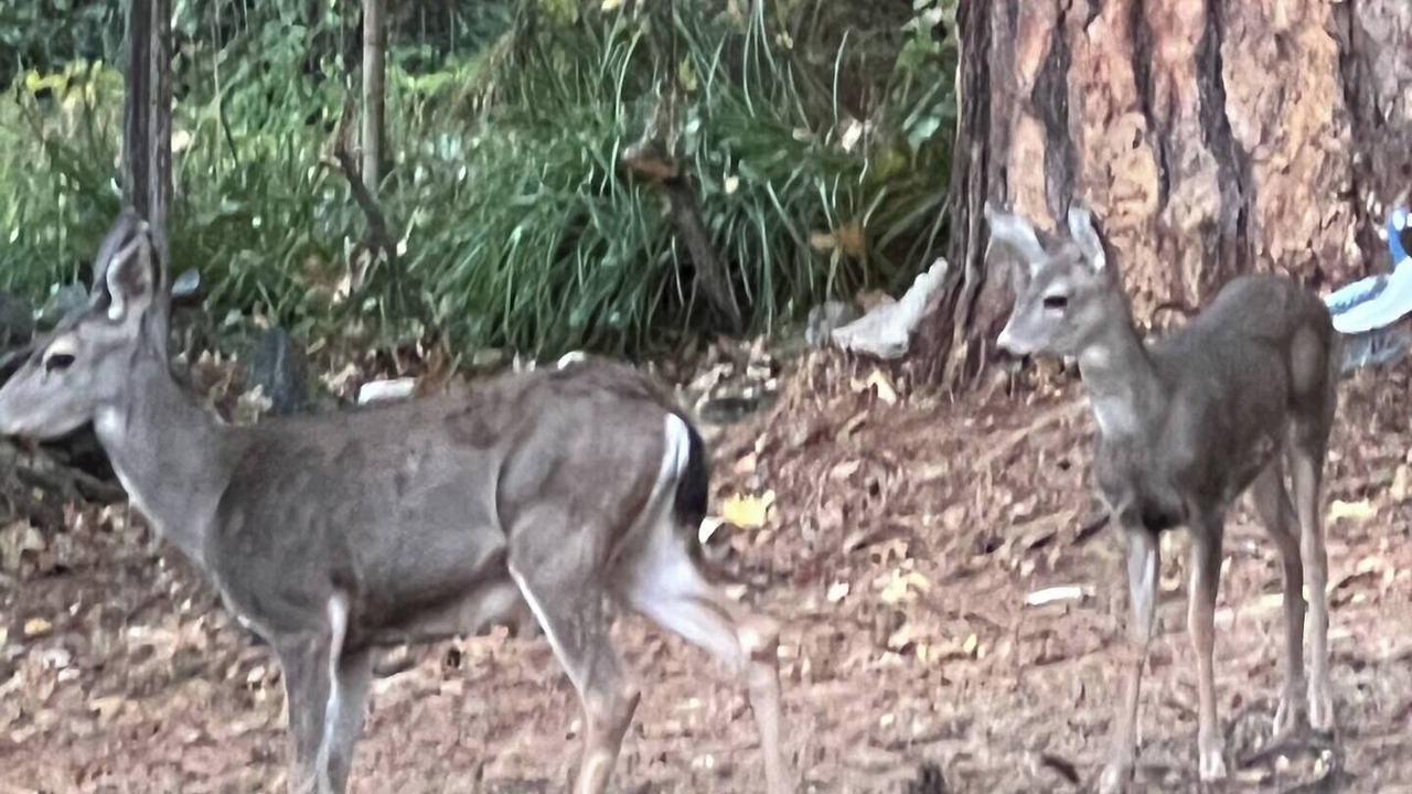 Photo of Others in Grass Valley