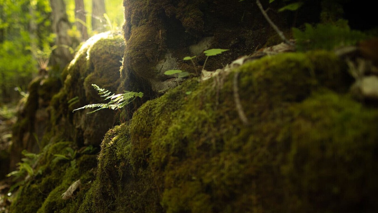 Photo of Outdoor in Georgian Bluffs