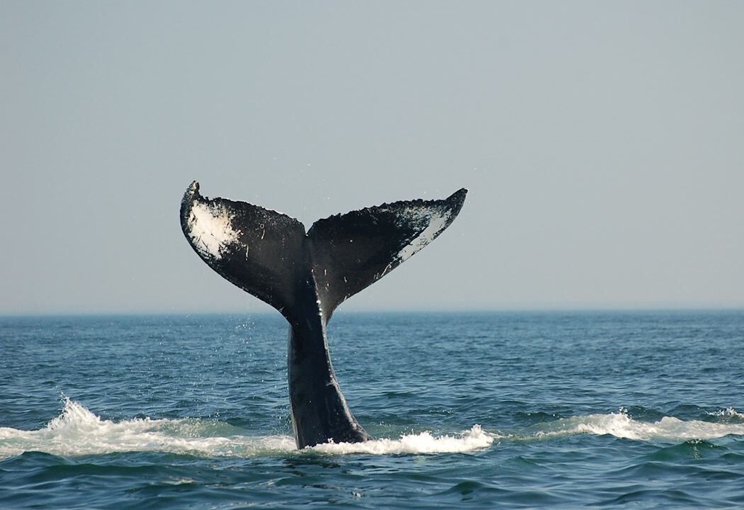 Photo of Others in Pouch Cove