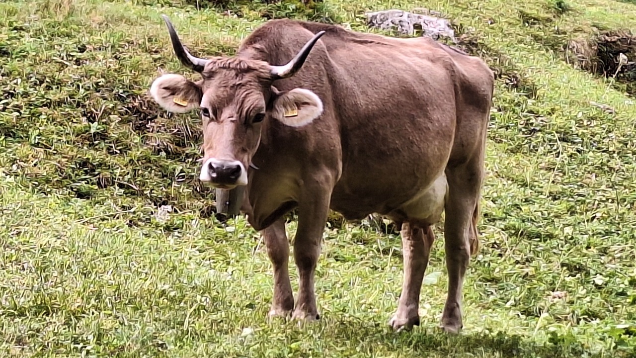 Photo of Others in Fiesch