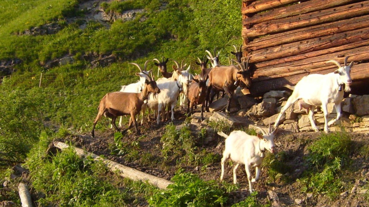 Photo of Others in Ascharina