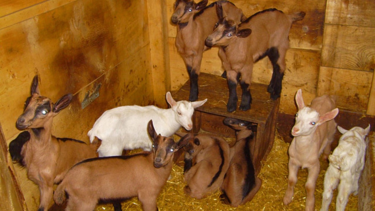 Photo of Others in Ascharina