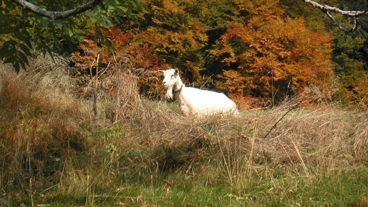 Photo of Others in Pizol