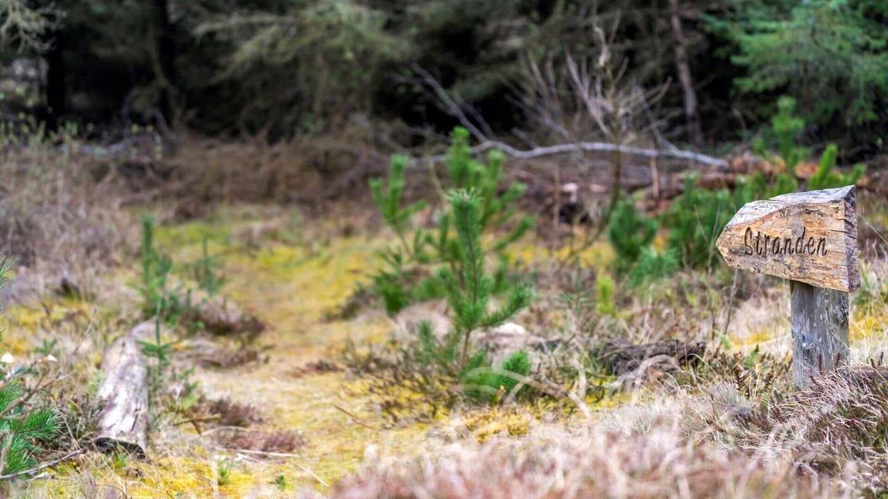 Photo of Others in Vedersø Klit