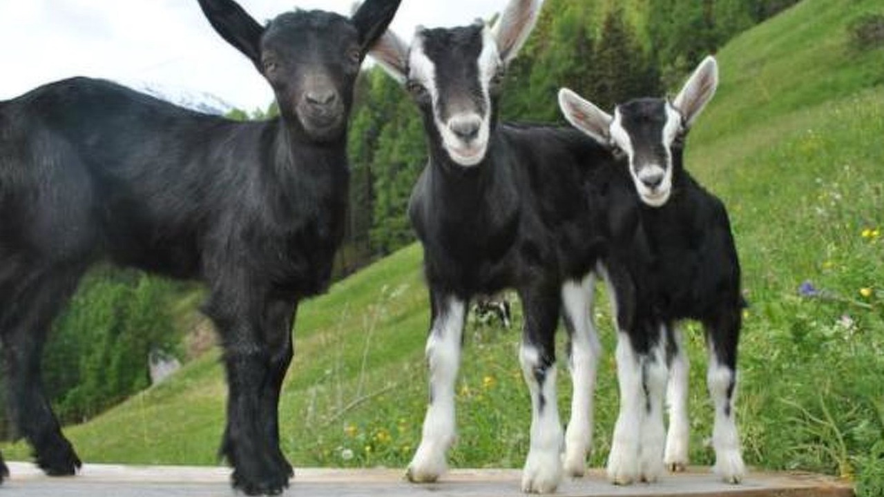 Photo of Others in Val Muestair