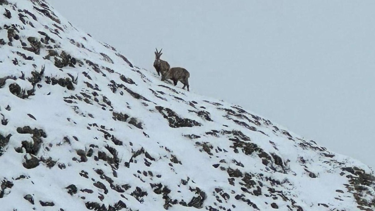 Photo of Others in Ravaisch