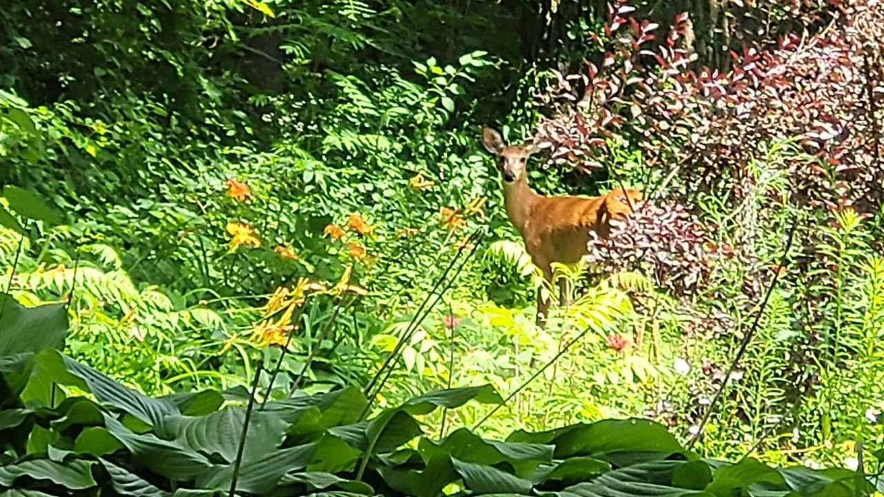 Photo of Others in Otonabee-South Monaghan