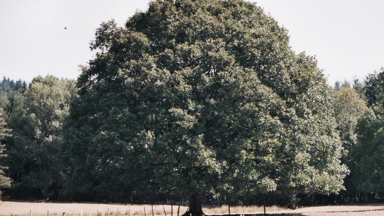 Photo of Others in Saint-Julien-la-Vetre