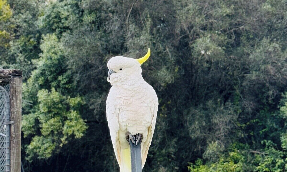 Photo of Others in Mount Hunter