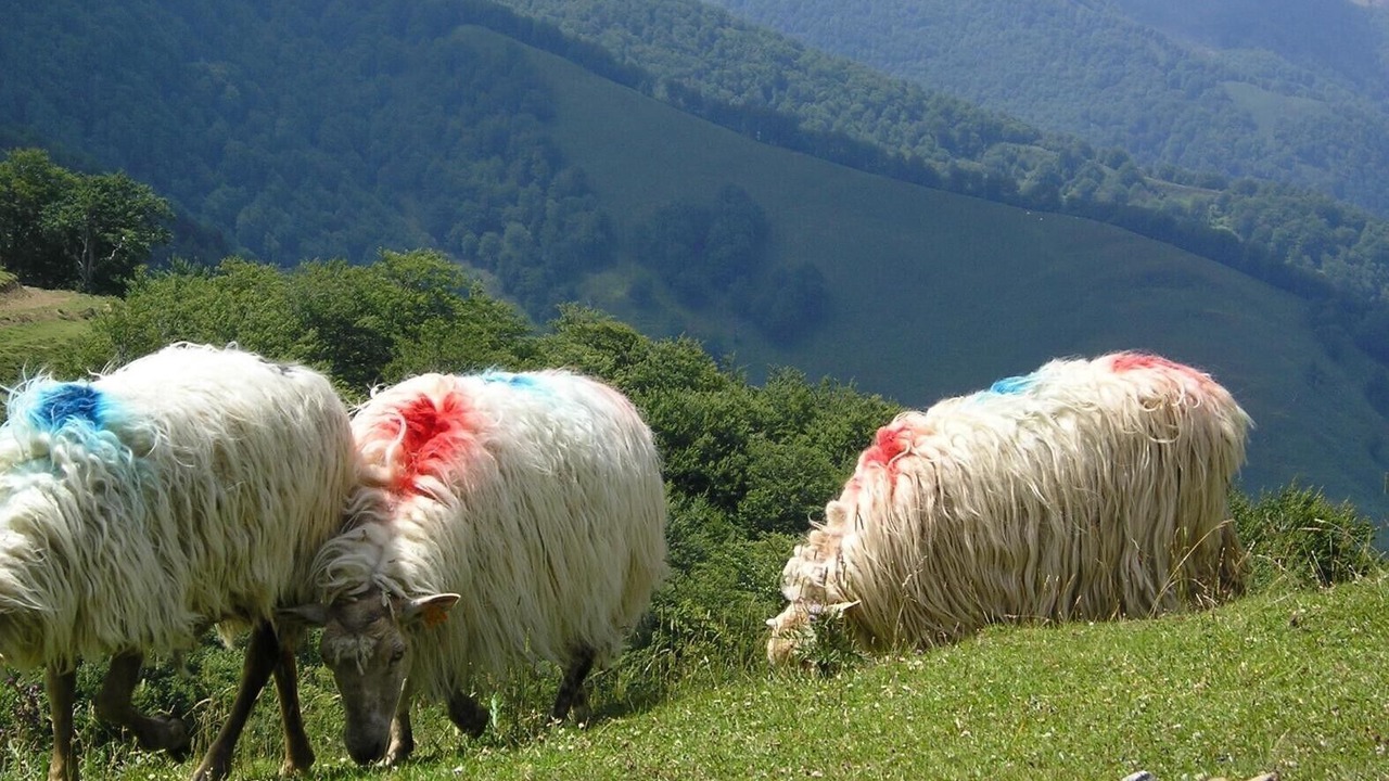 Photo of Others in Uztarroz