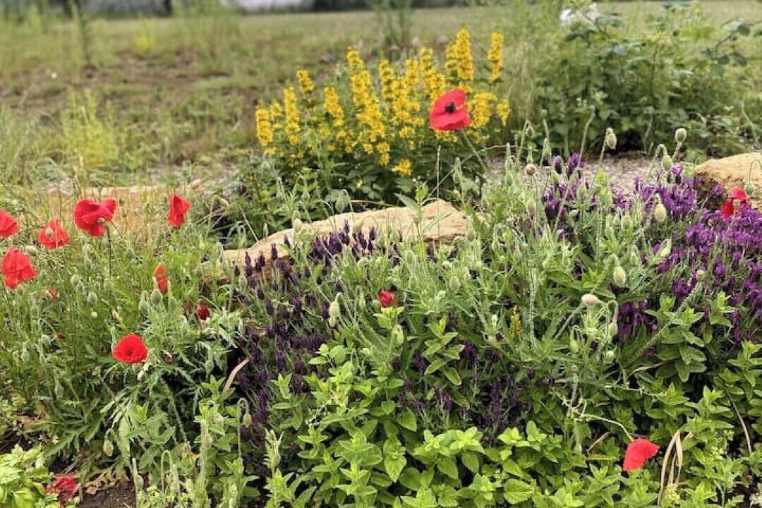 Photo of Outdoor in Charing