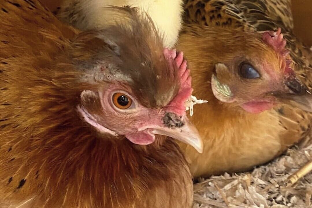 Photo of Others in Charing