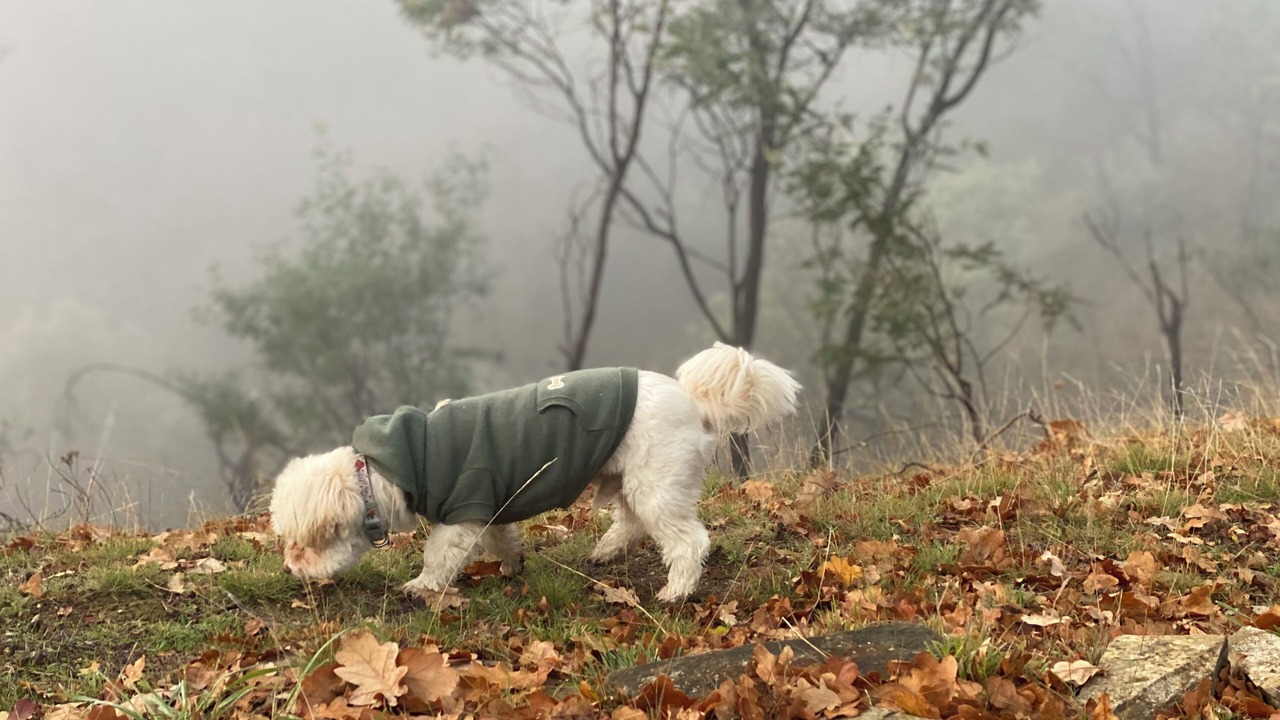 Photo of Others in Terip Terip