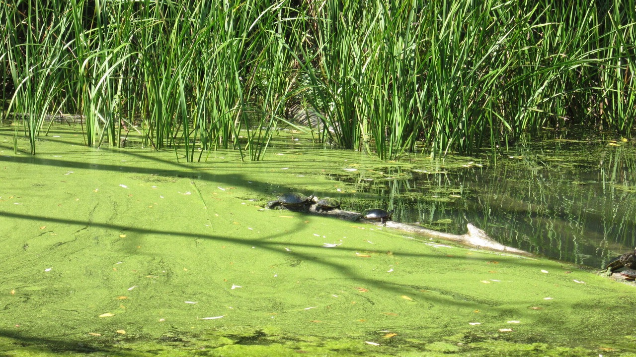Photo of Others in St. Catharines