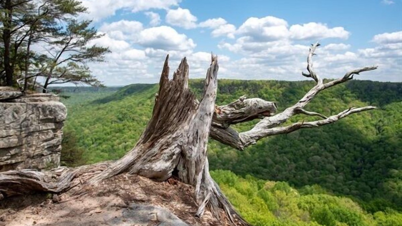 Photo of Others in Monteagle