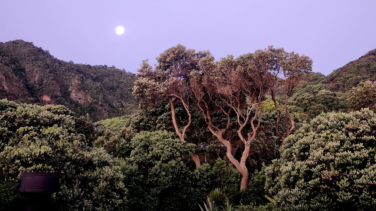 Photo of Others in Piha