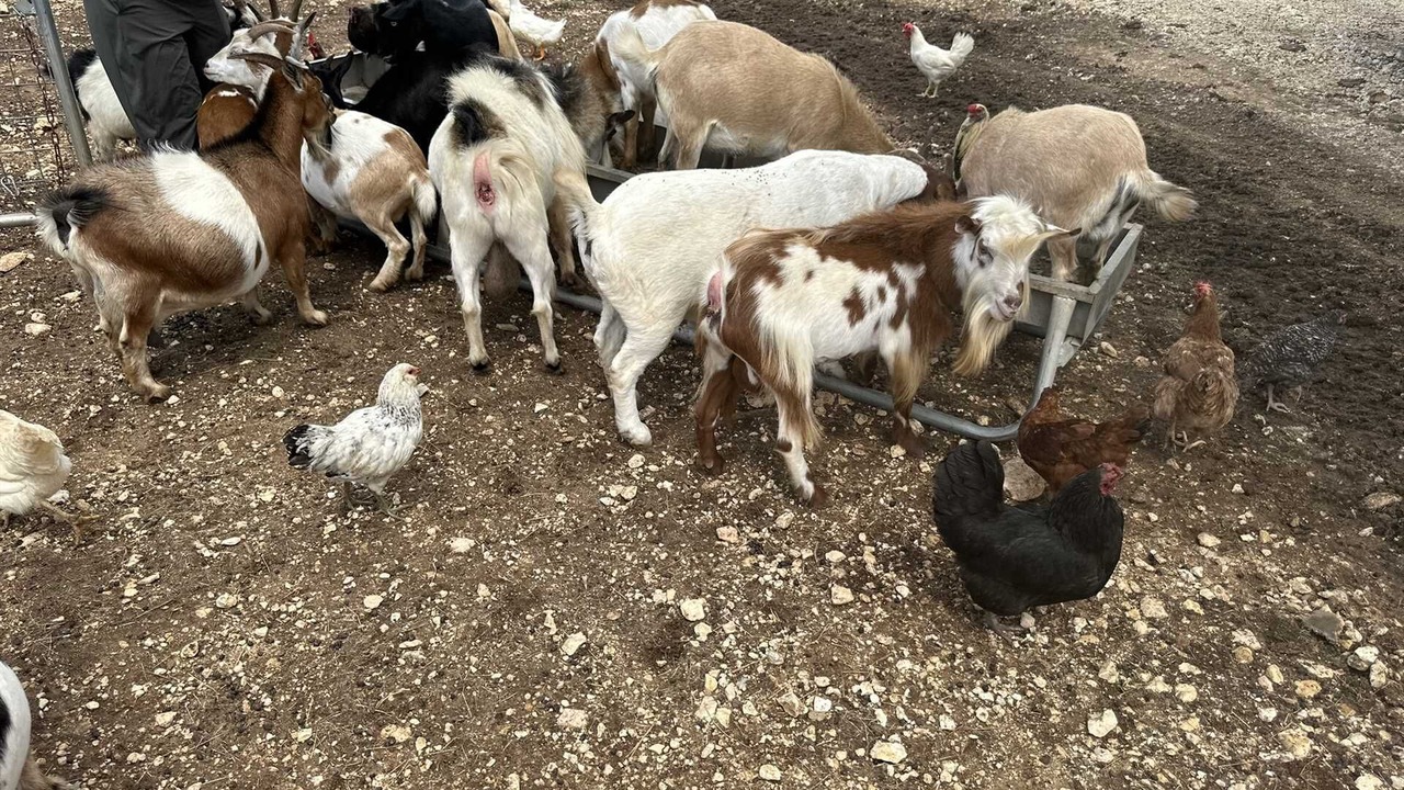Photo of Others in Bandera