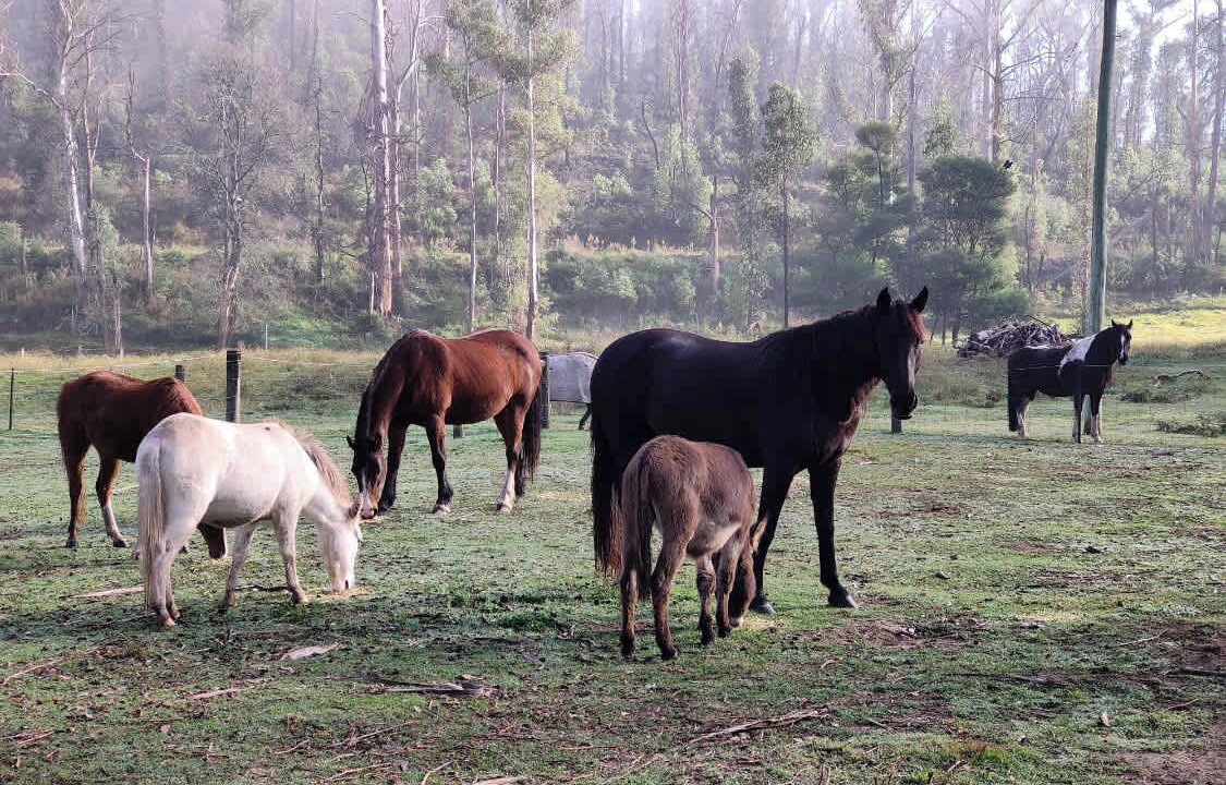 Photo of Others in Goongerah