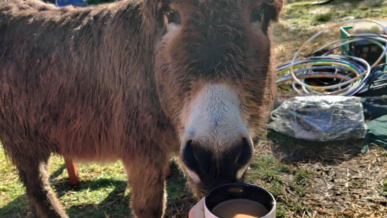 Photo of Others in Goongerah