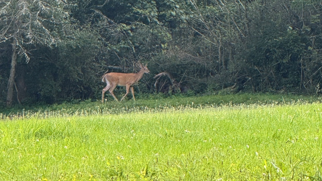 Photo of Others in Cameron