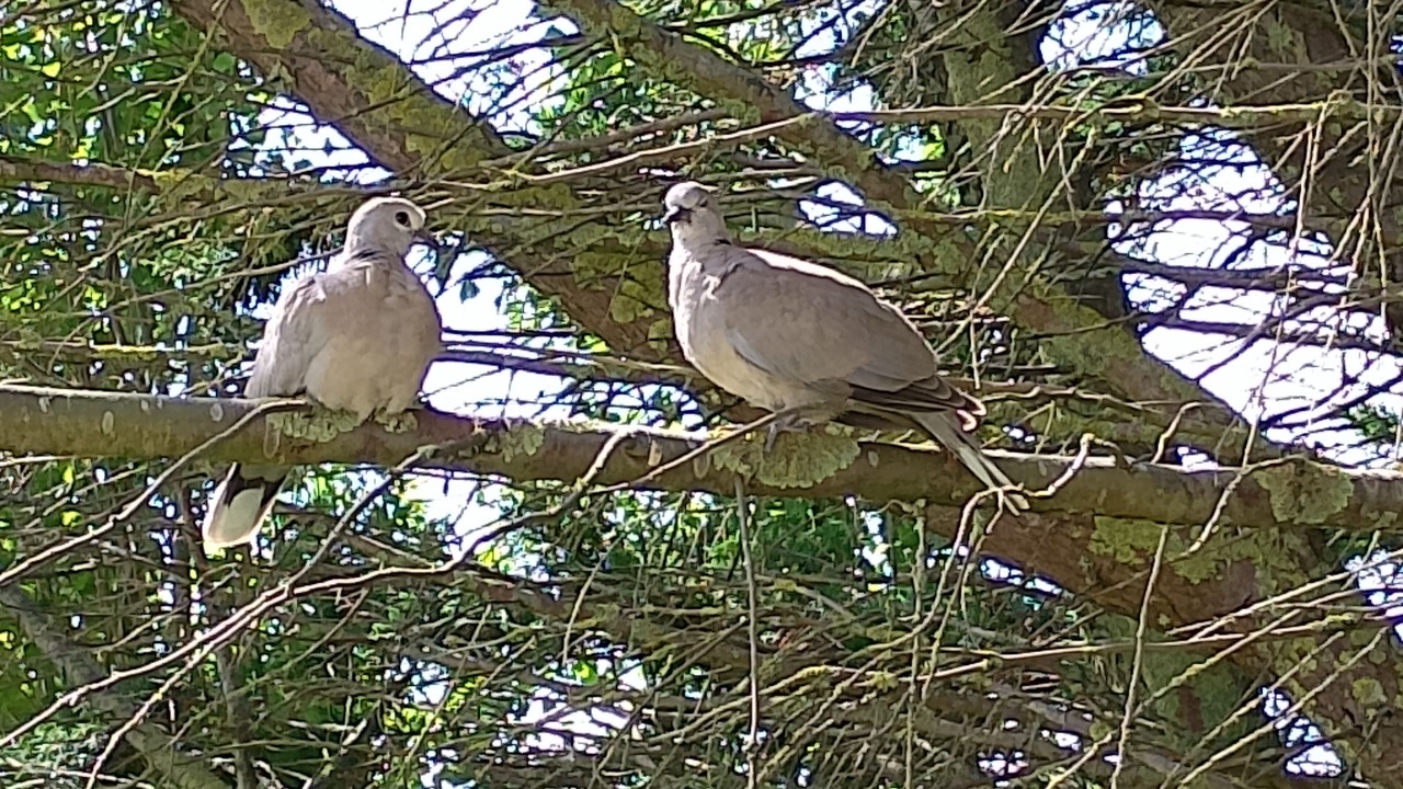 Photo of Others in Cayeux-sur-Mer